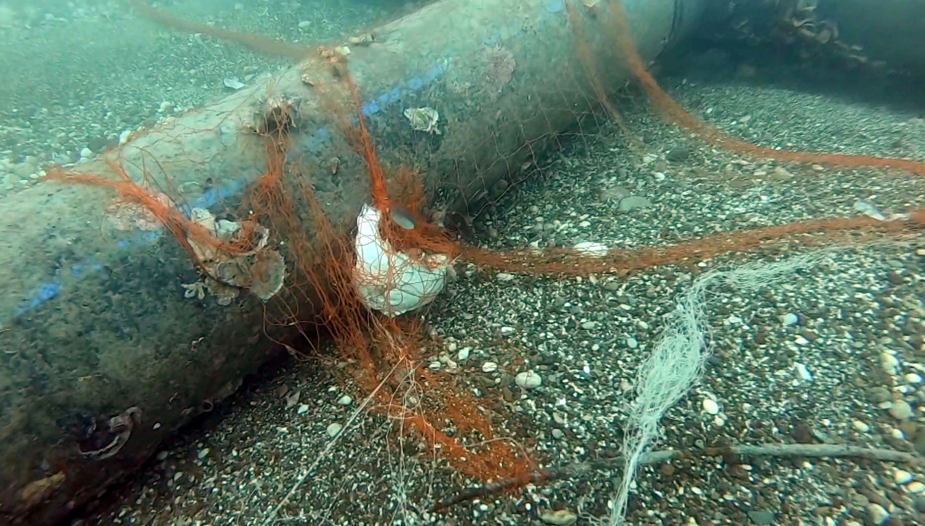 Denizler Temizlendi 1,5 Milyon Deniz Canlısı Kurtarıldı (2)