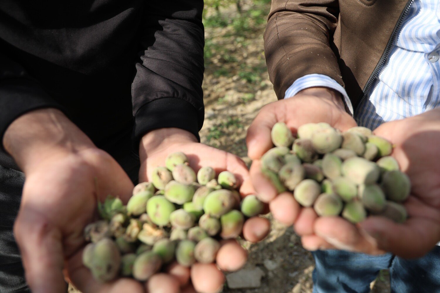 Dolu, kayısı bahçelerini vurdu, çağlalar yere döküldü