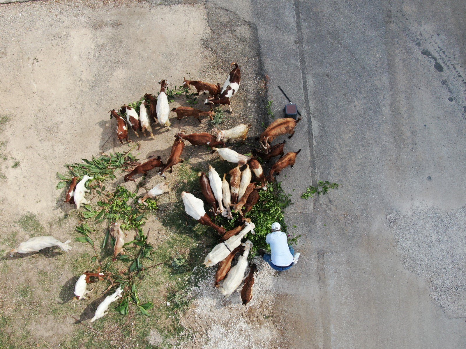 Keçileriyle Ömür Geçirdiler, Şikayetle Yıkıldılar (1)