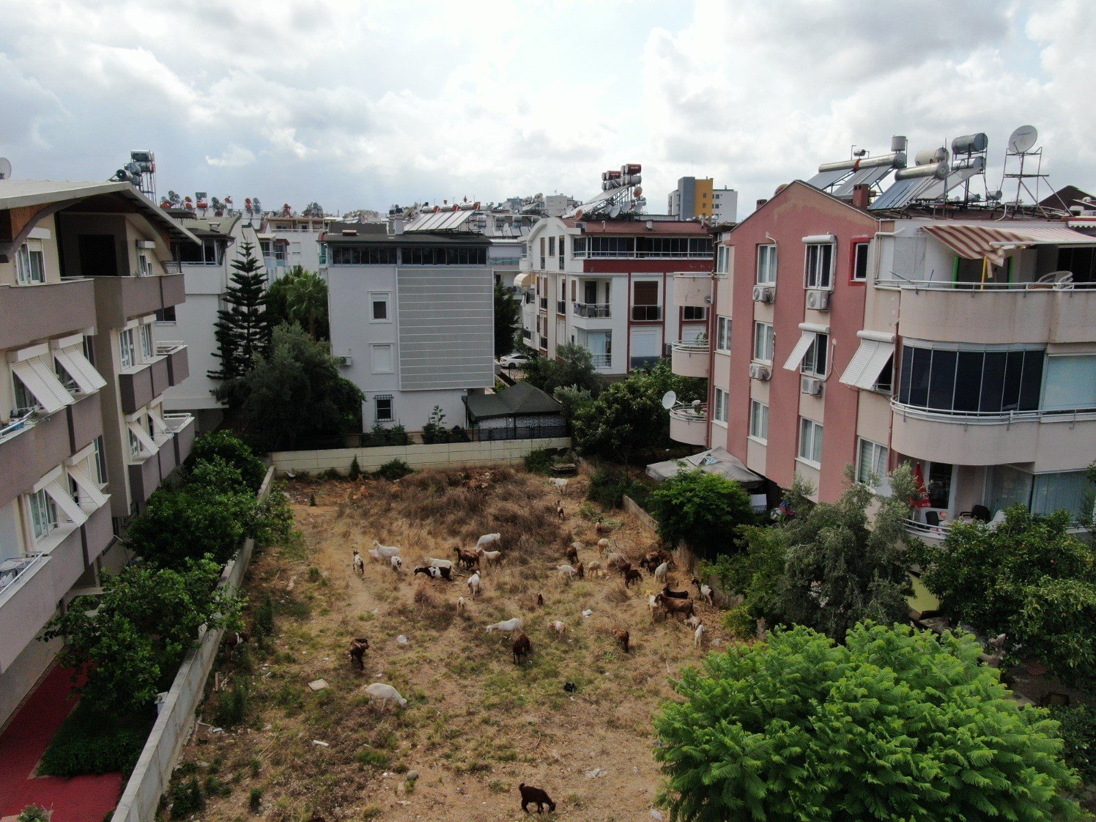 Keçileriyle Ömür Geçirdiler, Şikayetle Yıkıldılar (10)