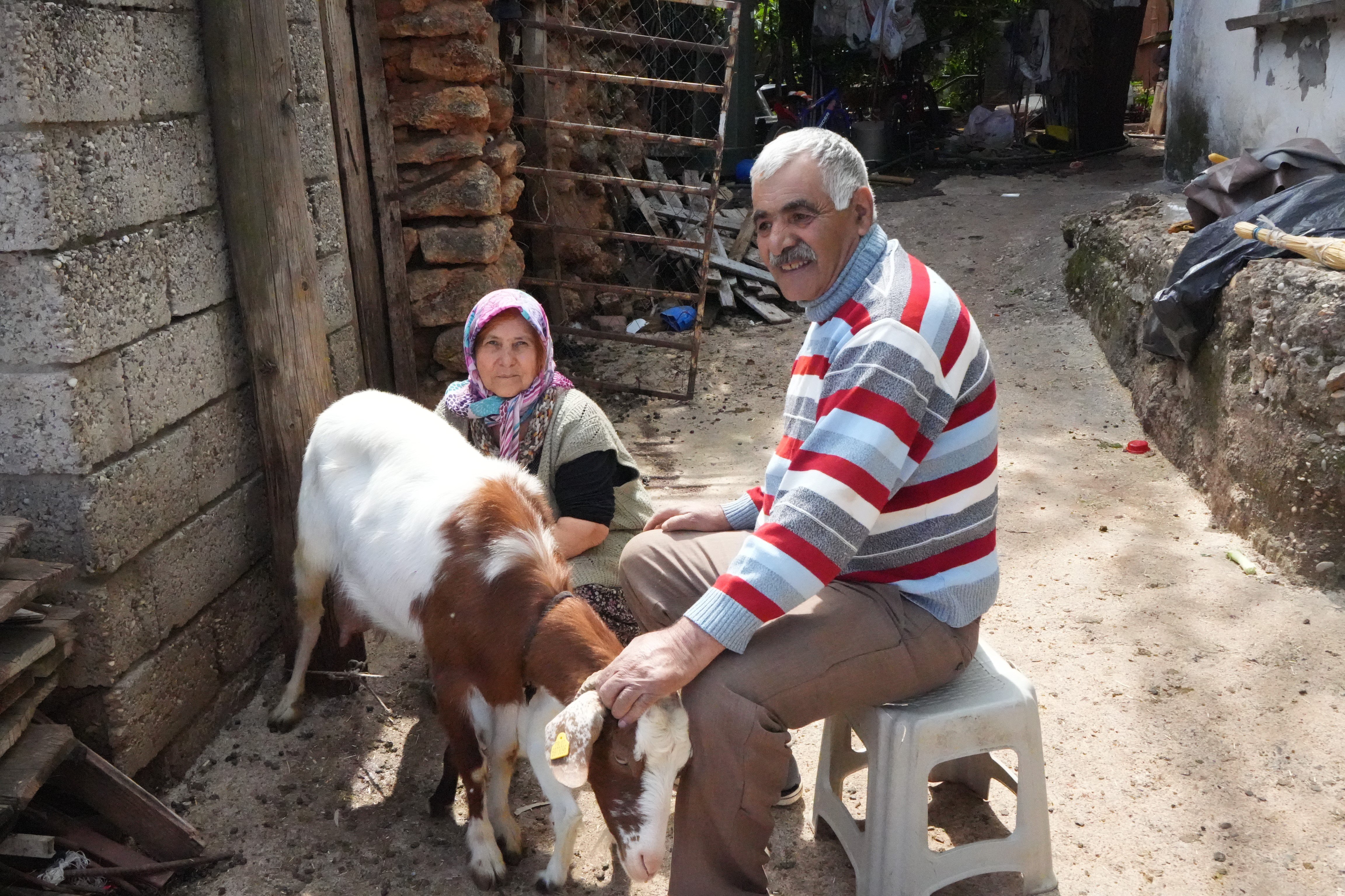 Keçileriyle Ömür Geçirdiler, Şikayetle Yıkıldılar (2)