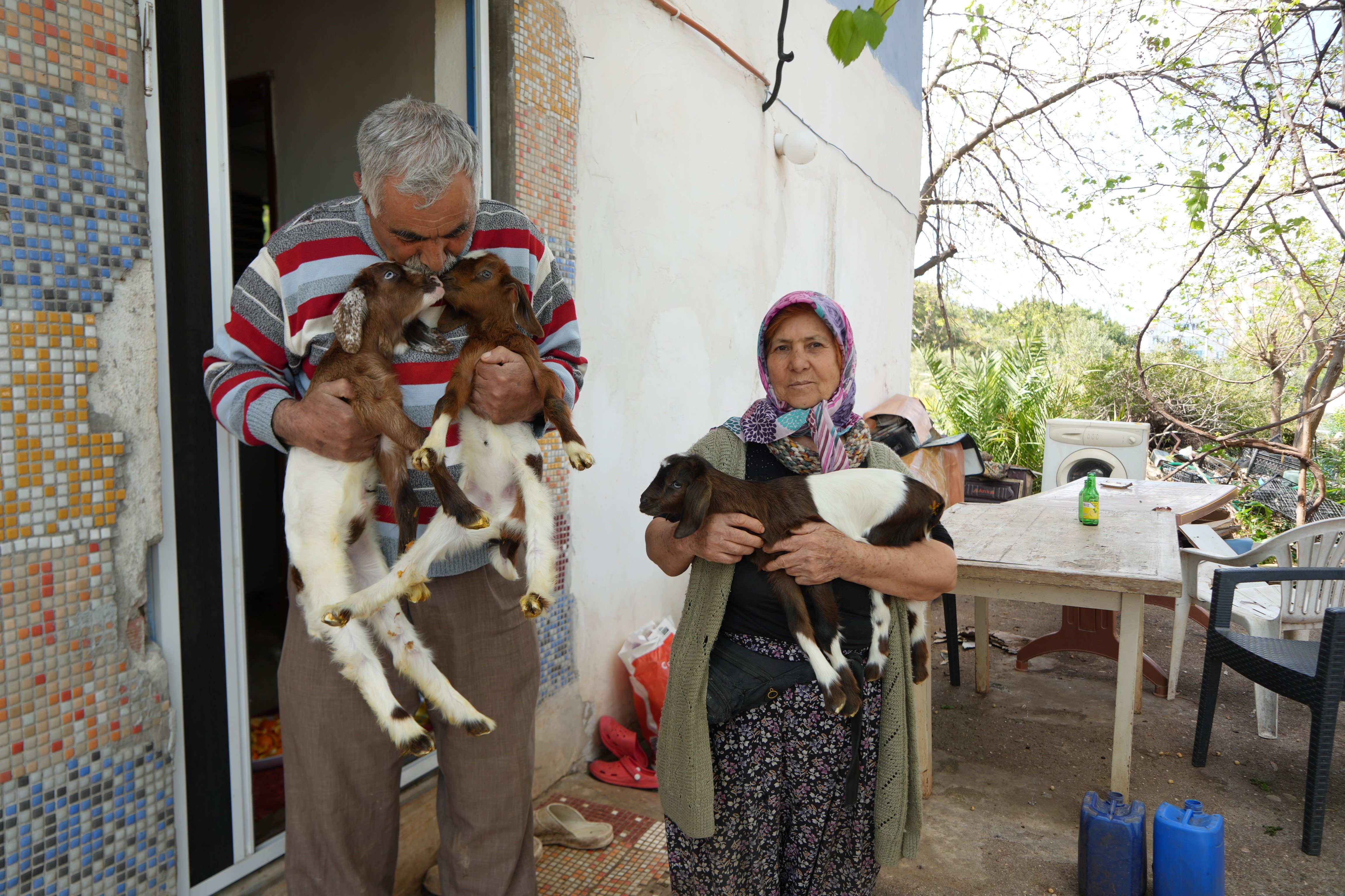 Keçileriyle ömür geçirdiler, şikayetle yıkıldılar