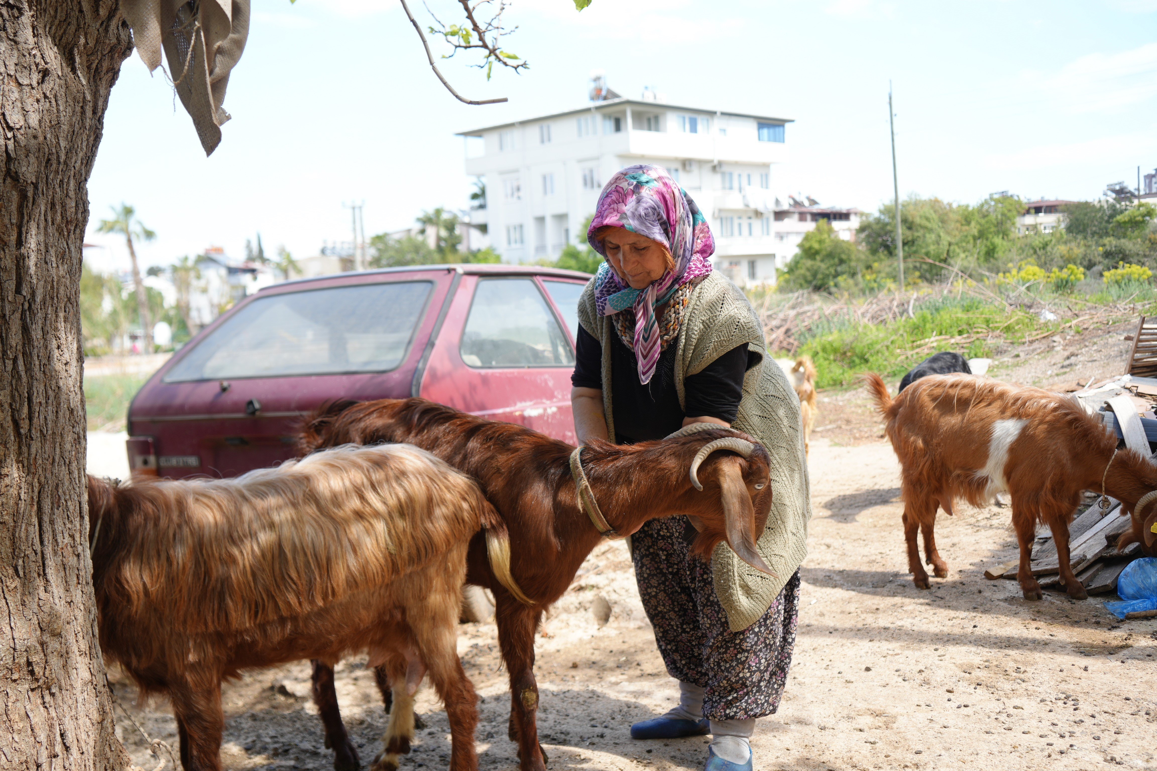 Keçileriyle Ömür Geçirdiler, Şikayetle Yıkıldılar (5)