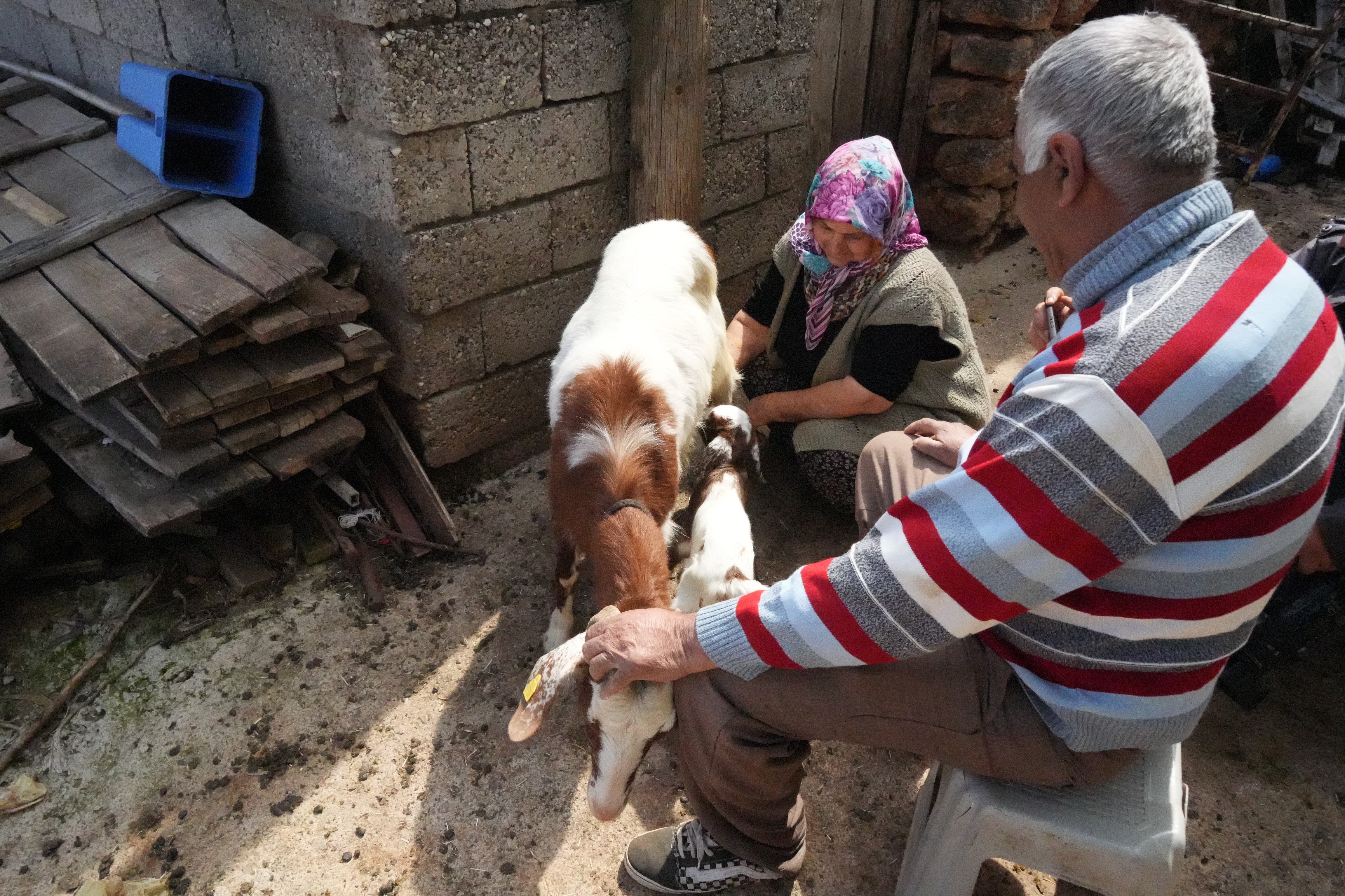 Keçileriyle Ömür Geçirdiler, Şikayetle Yıkıldılar (6)