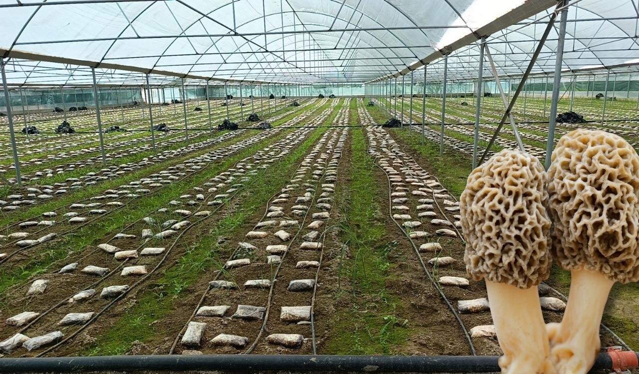 Antalya’daki mühendis ormanda yetişen ürünü seraya taşıdı