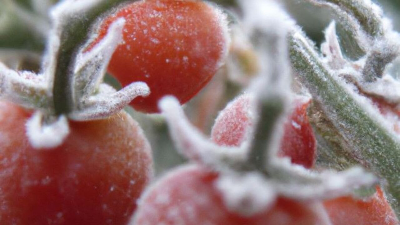 Meteoroloji̇’den Zi̇rai̇ Don Alarmi (1)
