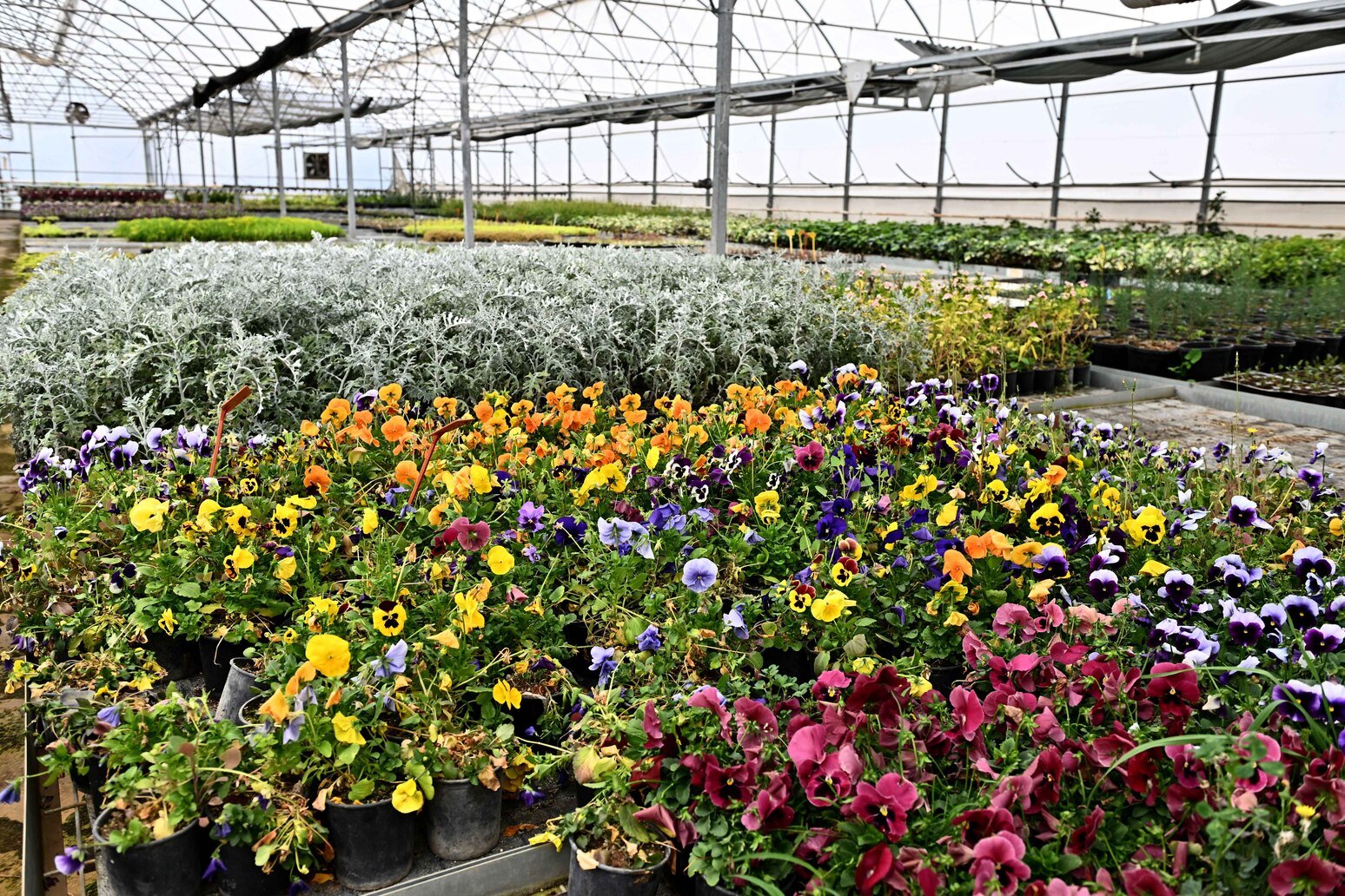 Muratpaşa Belediyesi 130 Bin Dal Çiçek Üretecek (2)