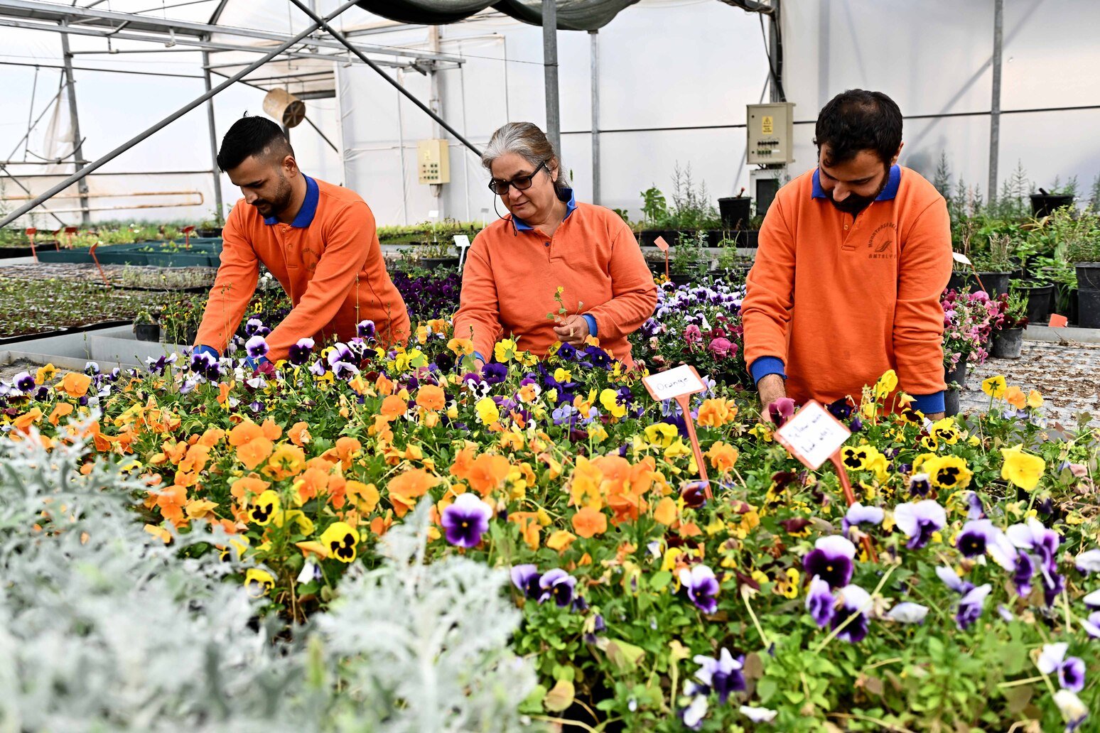 Muratpaşa Belediyesi 130 Bin Dal Çiçek Üretecek (3)