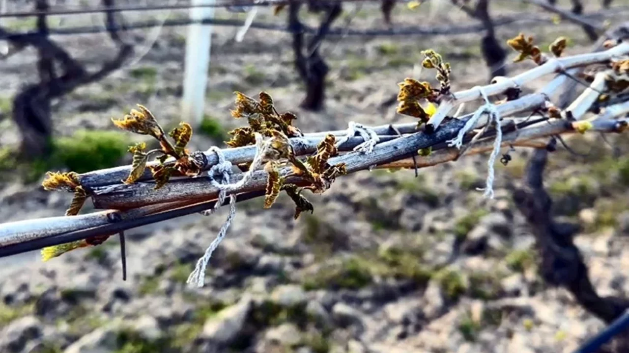 Tarim Ve Orman Bakanligi Don Uyarisi (2)-1