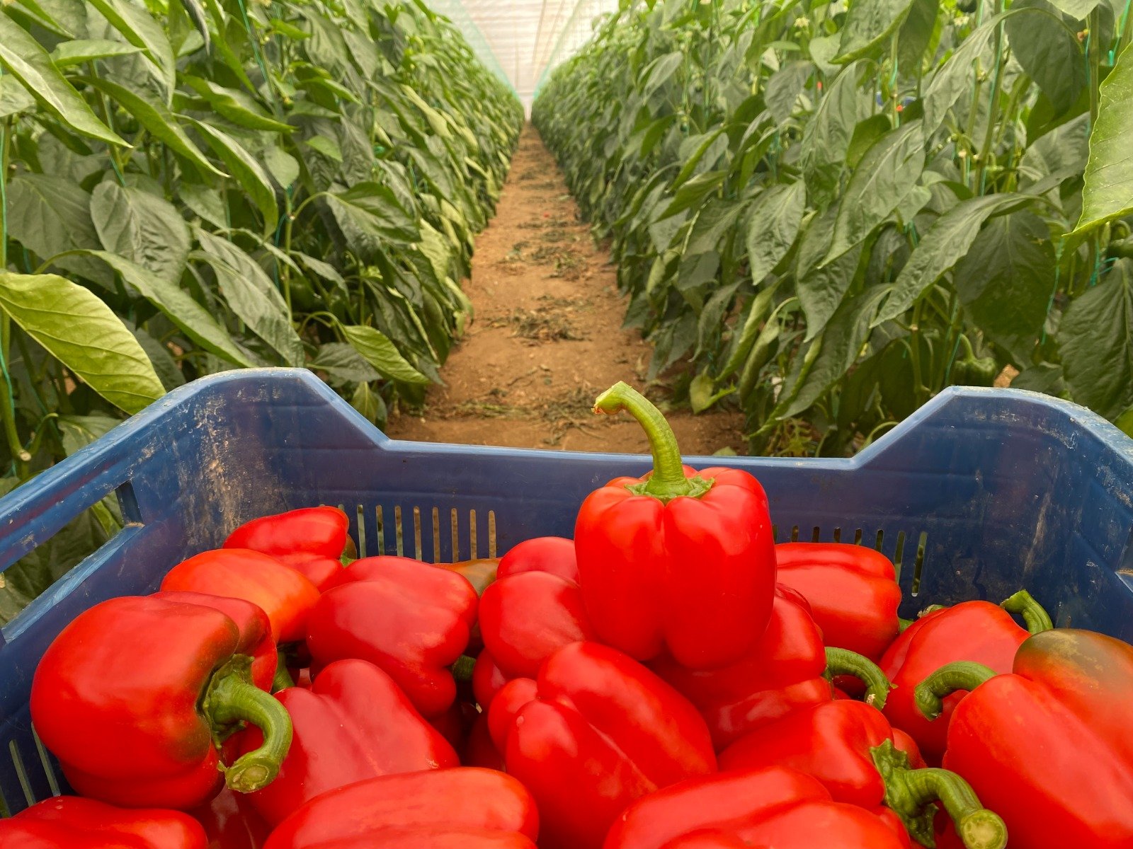 Ukrayna Ve Arnavutluk, Türkiye’yi Tehdit Ediyor (2)