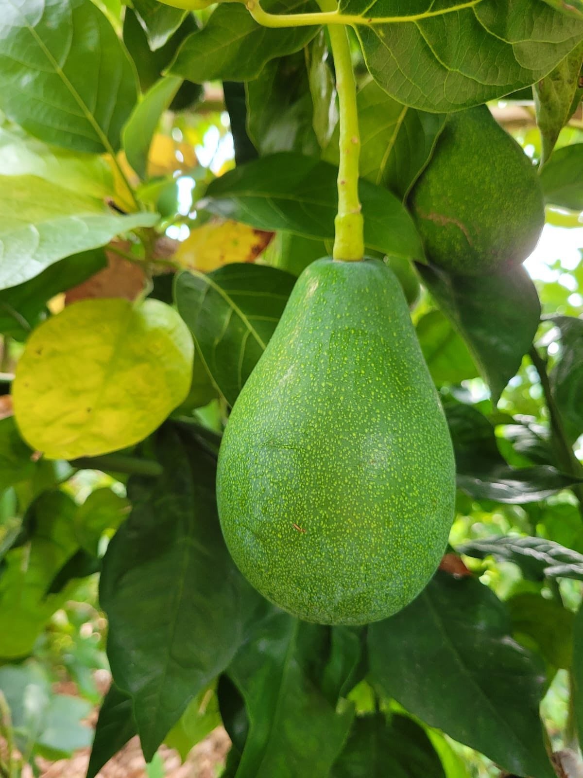 Uzmanından Altın Niteliğinde Tavsiyeler! Avokado Yetiştiriciliği Ek Iş Olarak Yapılamaz (2)