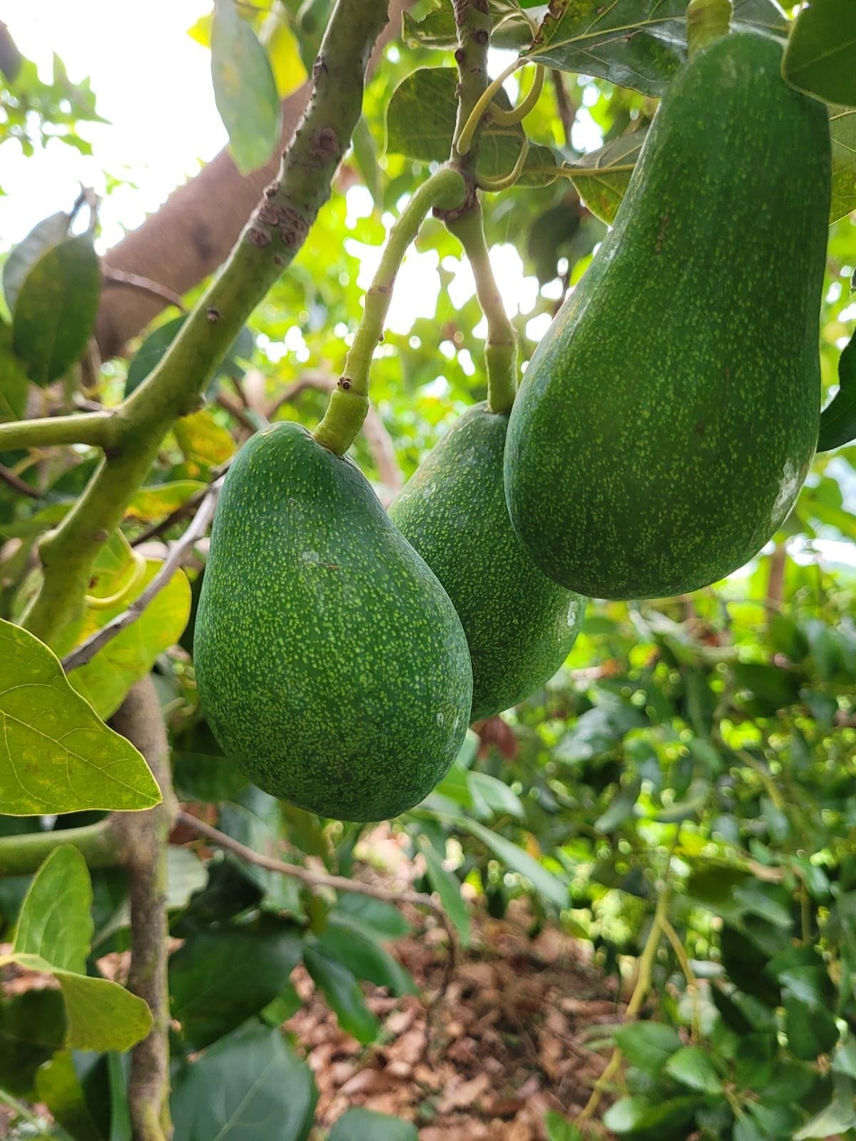 Uzmanından altın niteliğinde tavsiyeler! Avokado yetiştiriciliği ek iş olarak yapılamaz