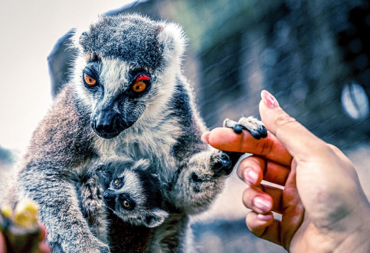 Antalya Doğal Yaşam Parkı’nda Yavru Lemur Sevinci (2)-1