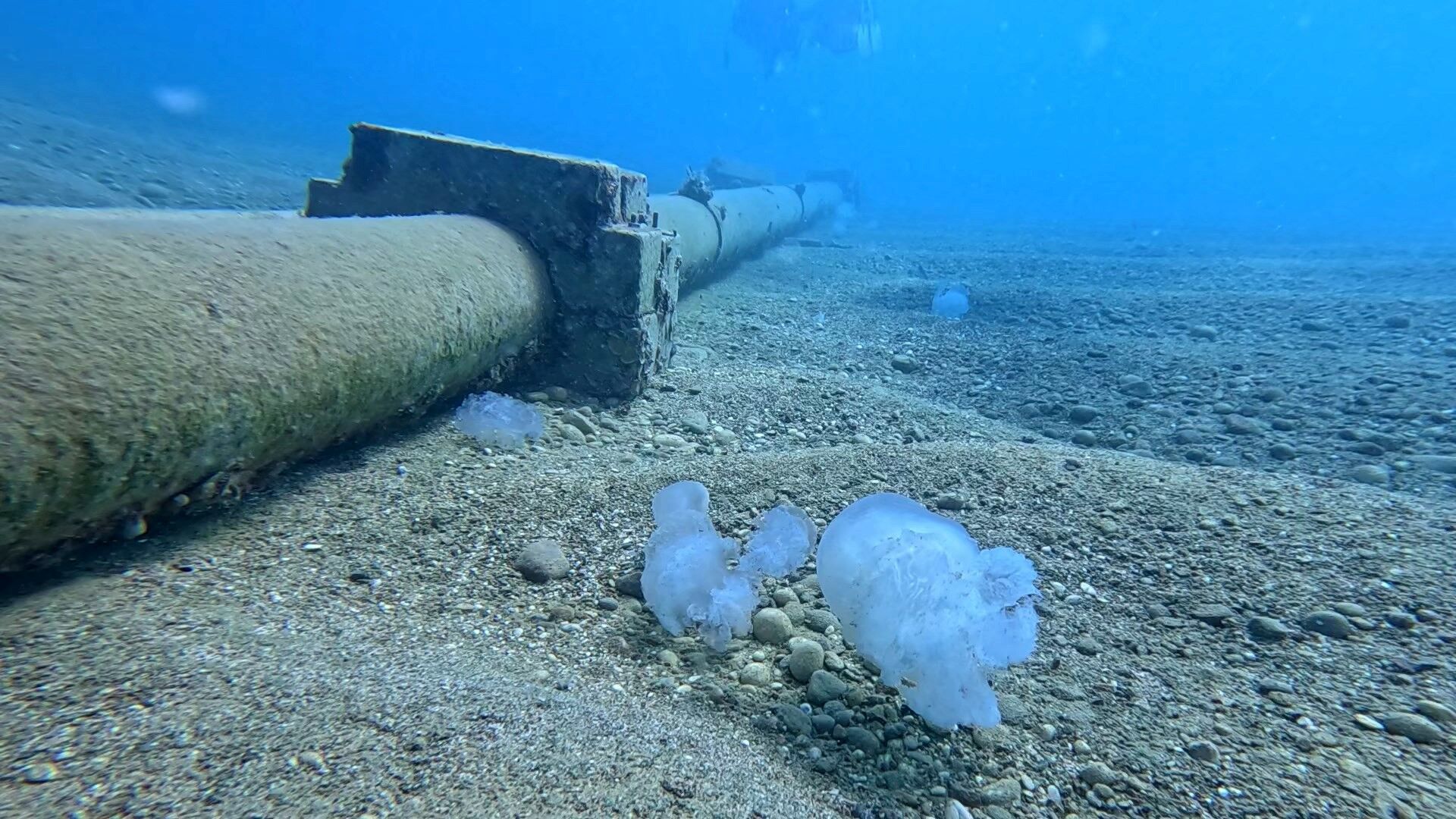 Antalya Körfezi'ne Giren Denizanalarının Geçişi Tamamlandı (7)