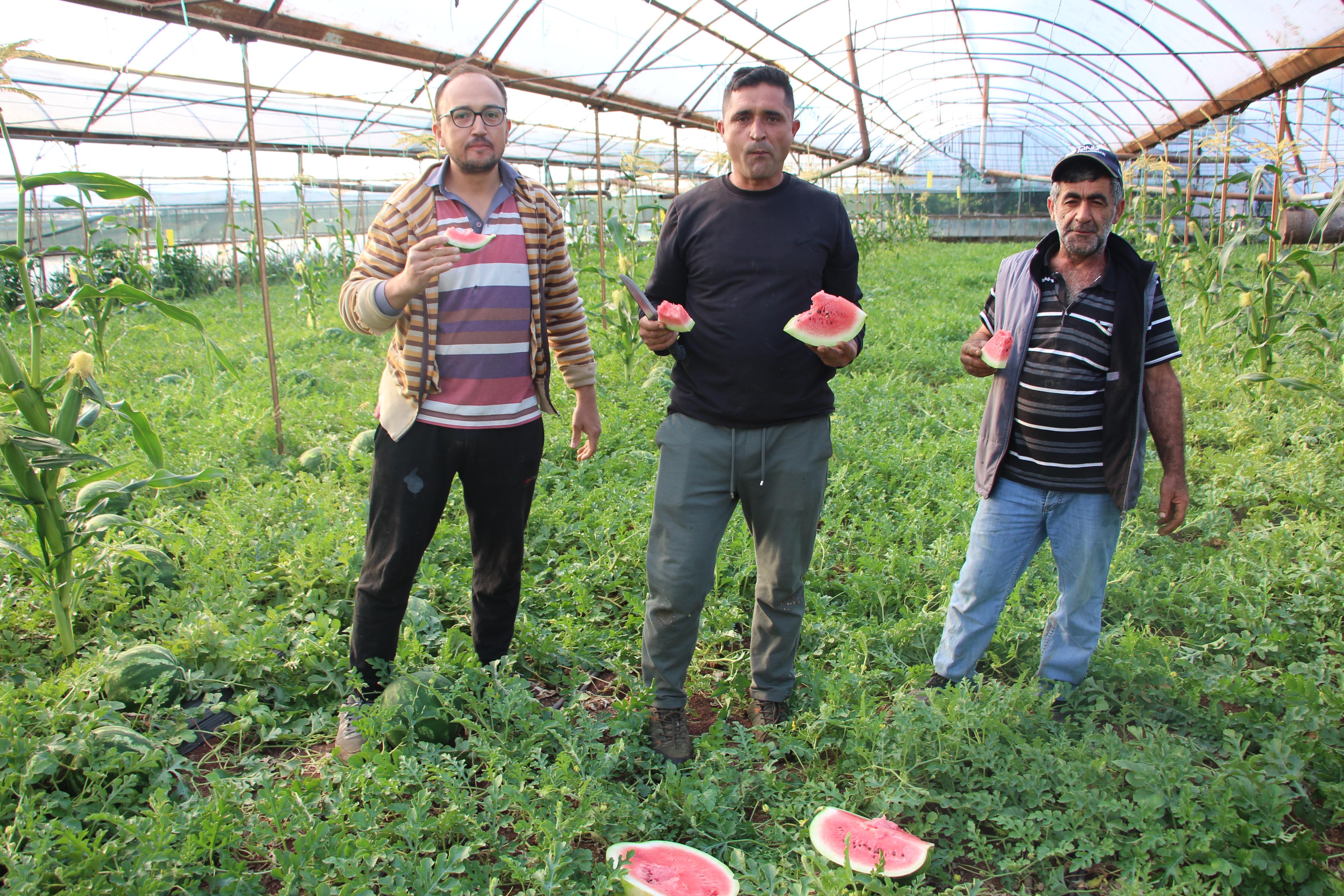 Antalya Kumluca’da Yerli Karbuz Hasadı Başladı 1