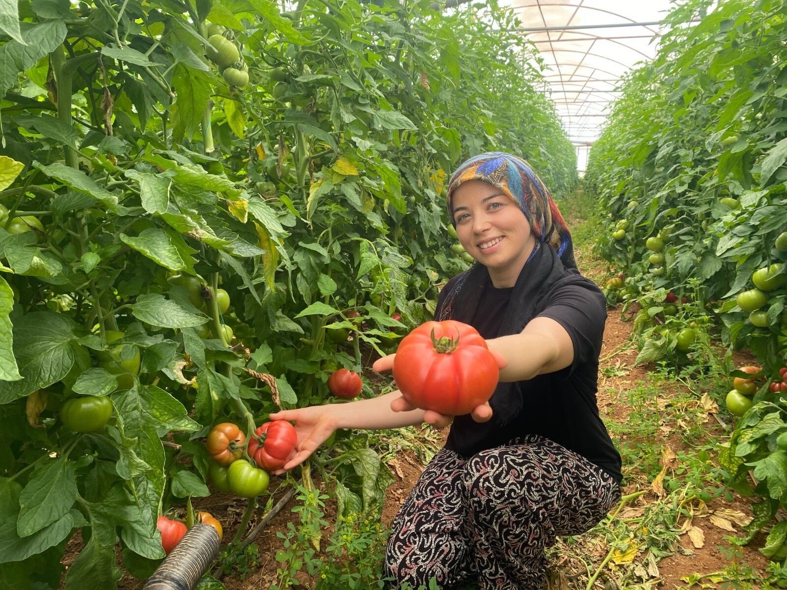 Antalya’da Kadın Eliyle Yıllık 550 Bin Ton Domates Hasat Edildi (7)