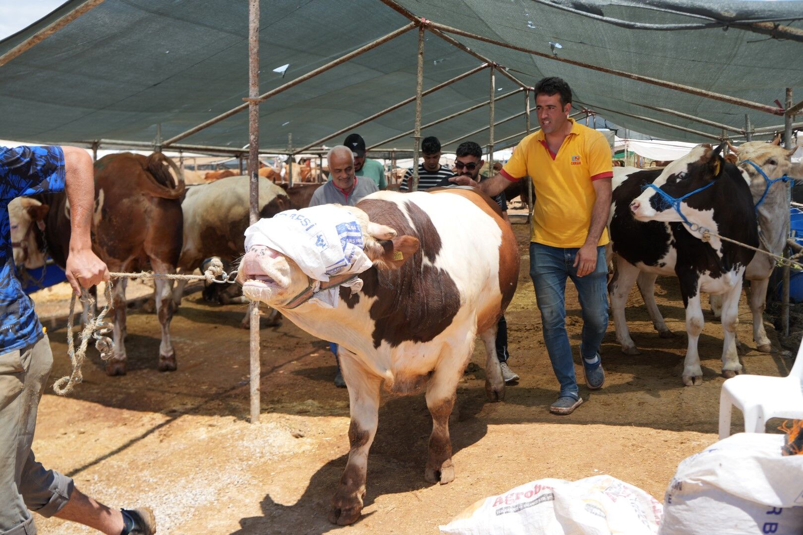 Antalya'da Kurban Pazarında Son Kozlar Oynandı (2)