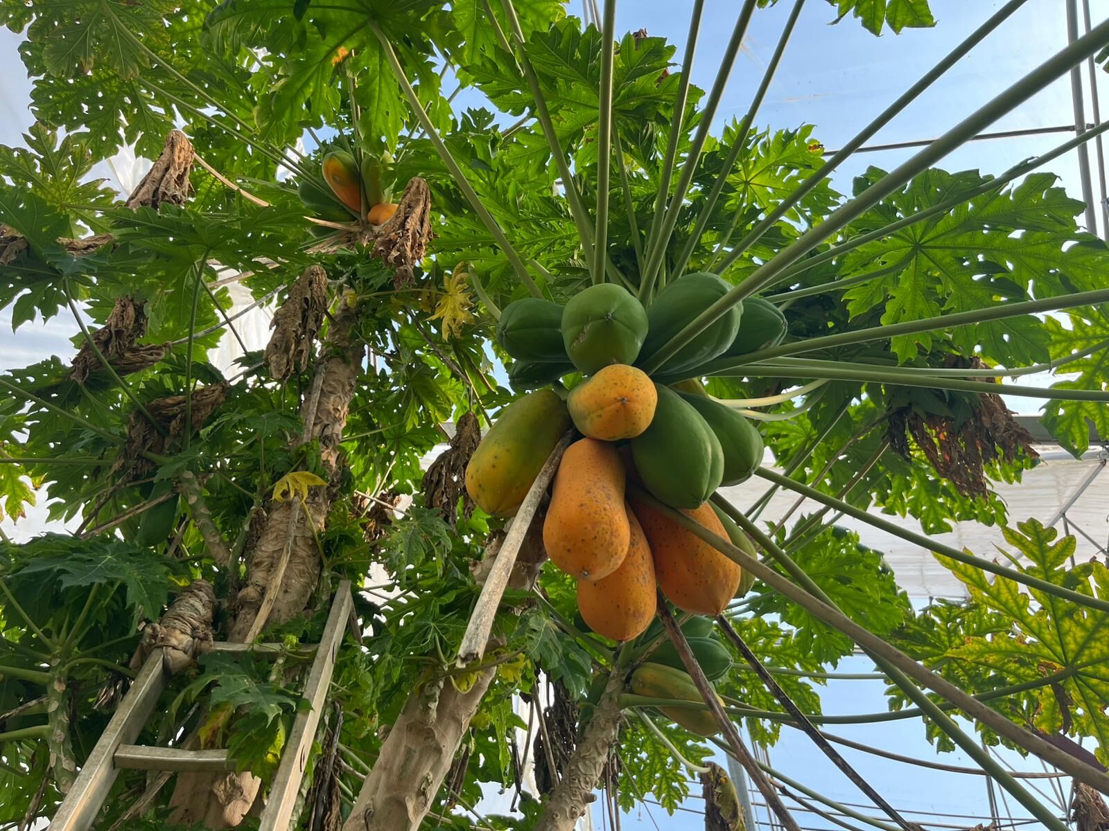 Antalya’da Papaya Hasadı Başladı Kilosu 90 Lirayı Buldu (1)
