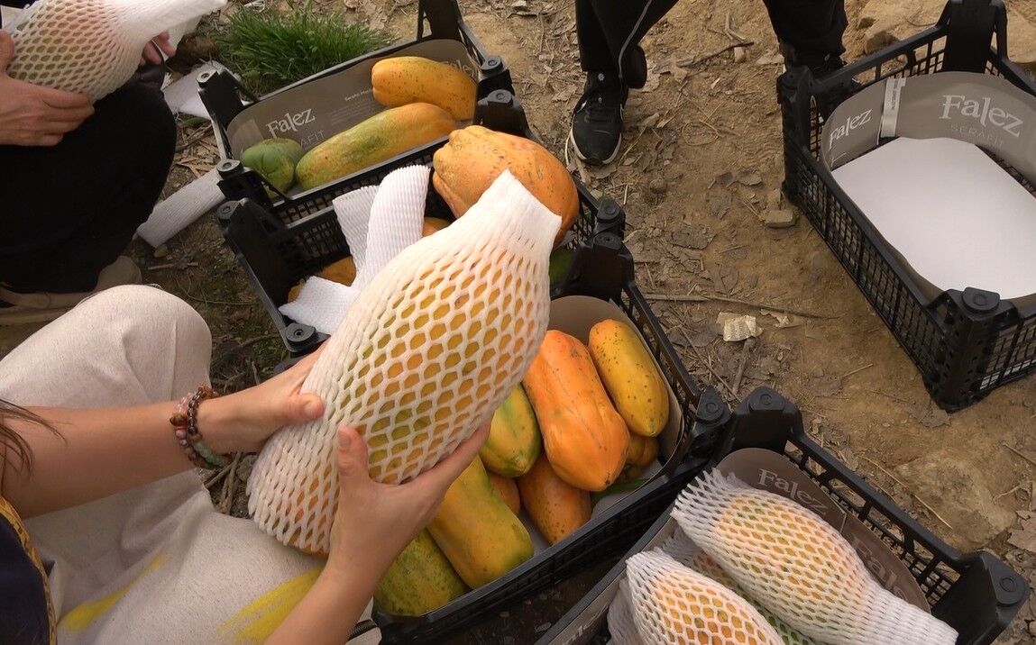 Antalya’da Papaya Hasadı Başladı Kilosu 90 Lirayı Buldu (2)
