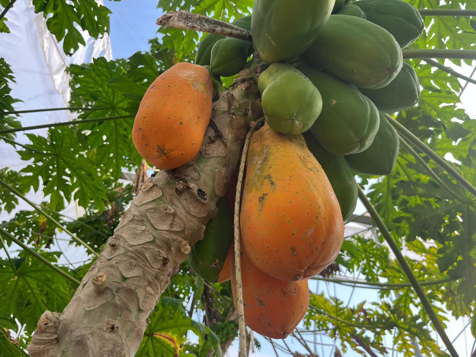 Antalya’da Papaya Hasadı Başladı Kilosu 90 Lirayı Buldu (6)