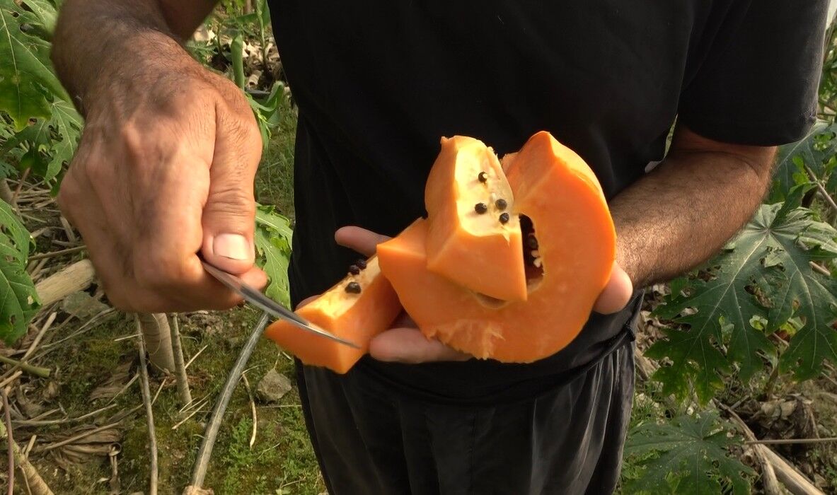 Antalya’da Papaya Hasadı Başladı Kilosu 90 Lirayı Buldu (8)