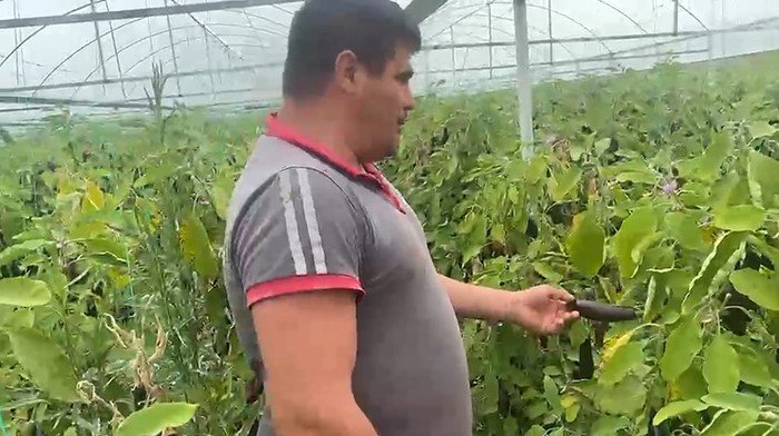 Antalya’da Üretici Zarar Etti Serasını Halka Açtı (2)