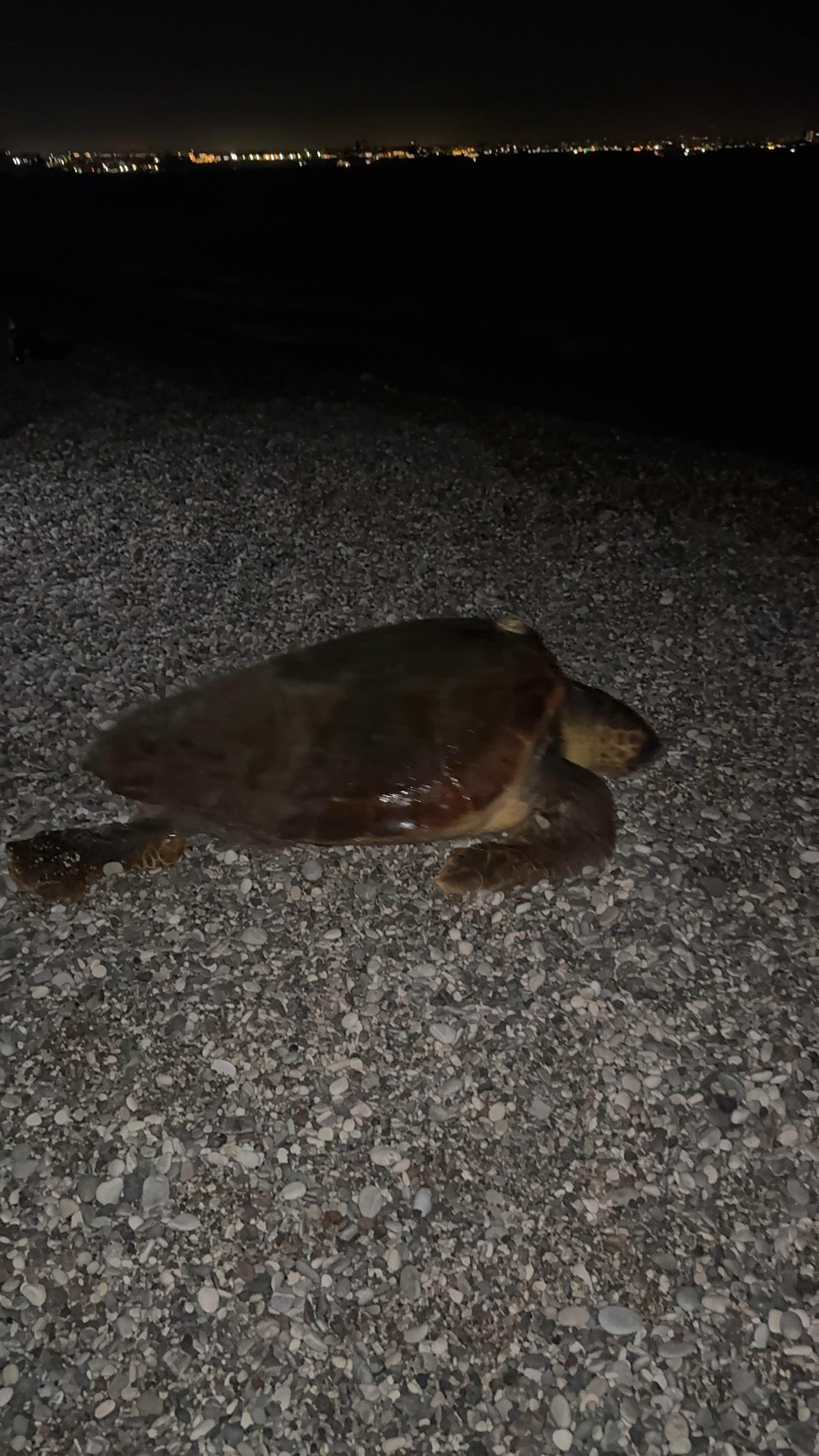 Konyaalti Sahilinde Caretta Caretta Surprizi (1)