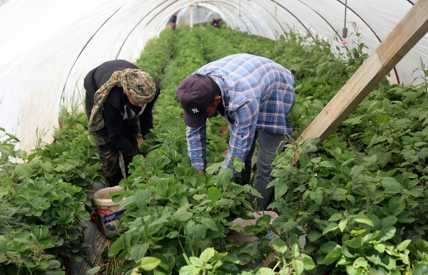 Antalya’da Çilek Hasadı Başladı Tezgahlar Renklendi (1)