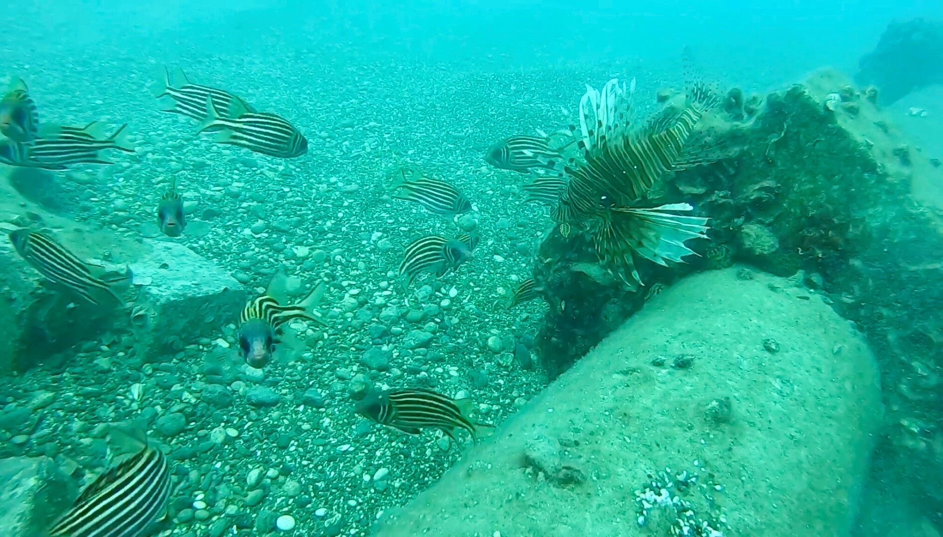 Antalya’da Denize Düşen Betonlar Denizin Kaderini Değiştirdi (4)