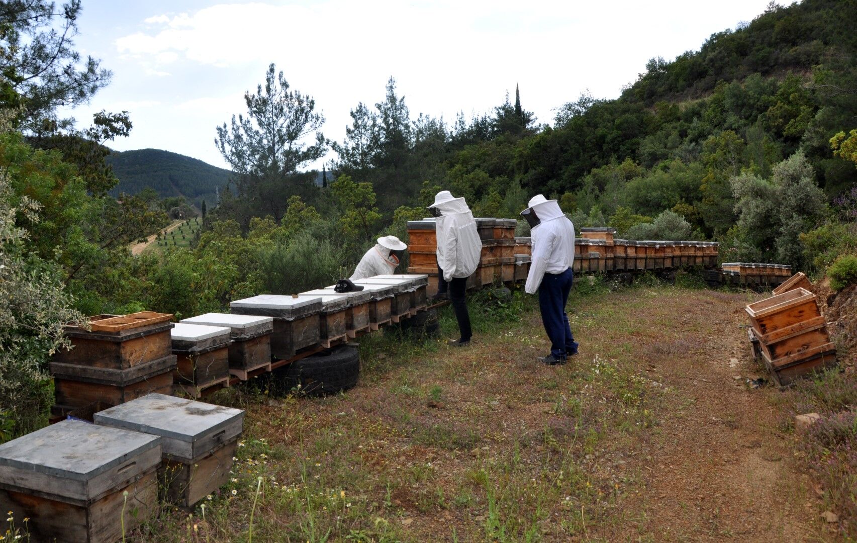 Antalya’daki ‘Acı Bal’ın Fiyatı Duyanları Şaşırttı (5)
