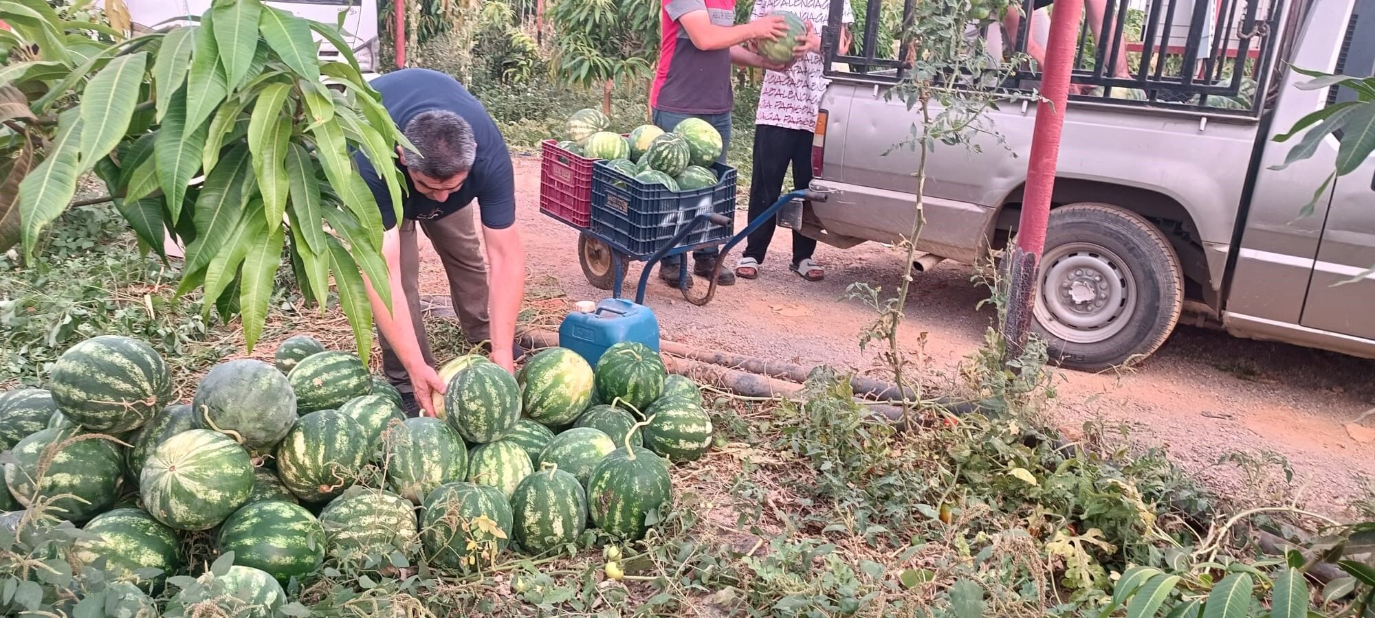 Antalya’daki Bu Tarlanın Geliri Öğrencilere Gidecek (3)