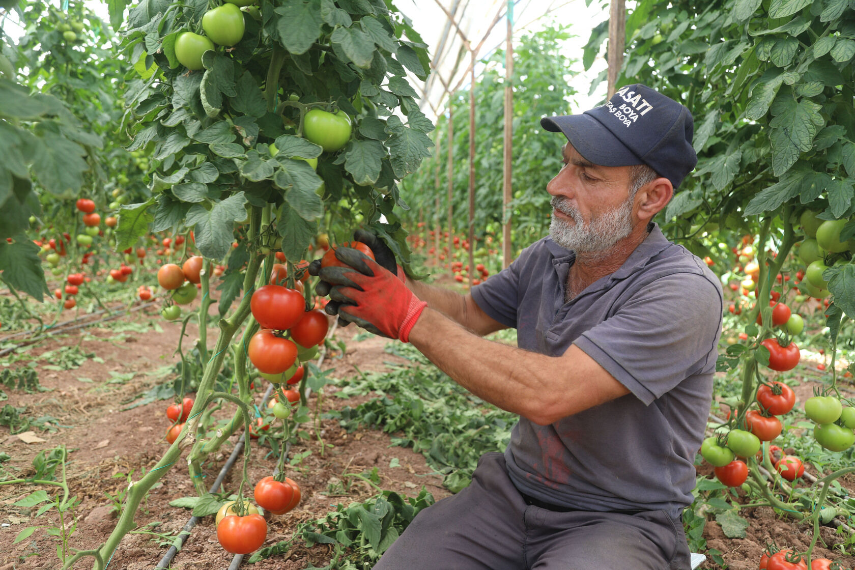 Domates Fiyatlarının Neden Arttığı Belli Oldu (3)