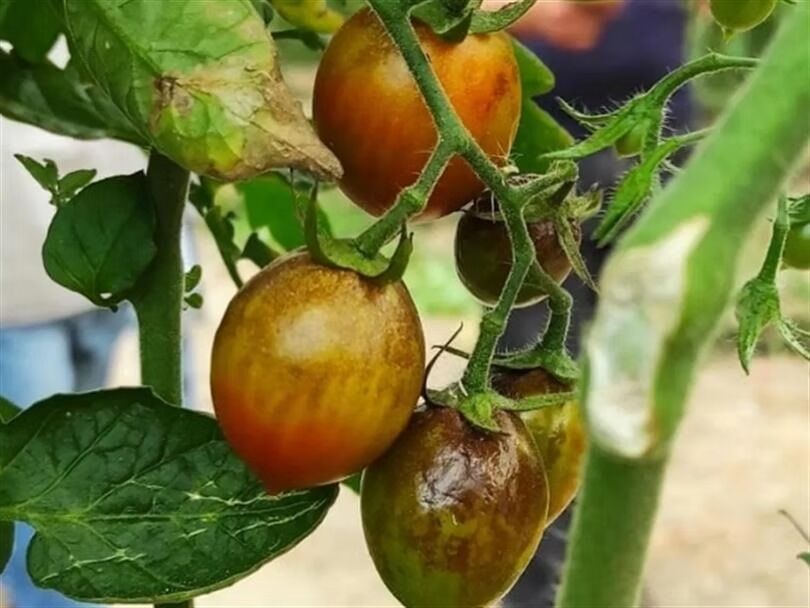 Domates Üreticisinin Yeni Kabusu Ortaya Çıktı! Spotted Ve Patates Y Virüsü Nedir (3)
