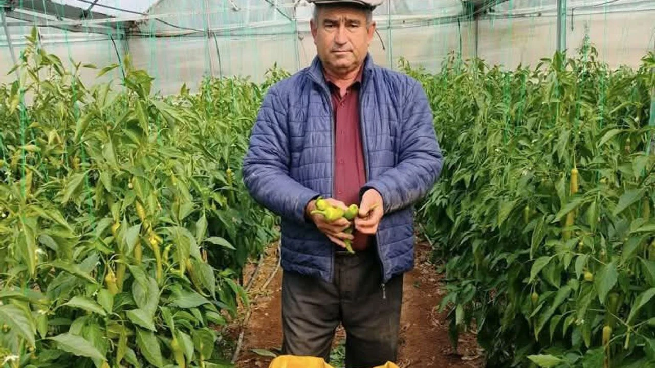 Kumluca’da Çiftçi Krizi! Biber Ve Patlıcan 3 5 Liraya Geriledi (3)