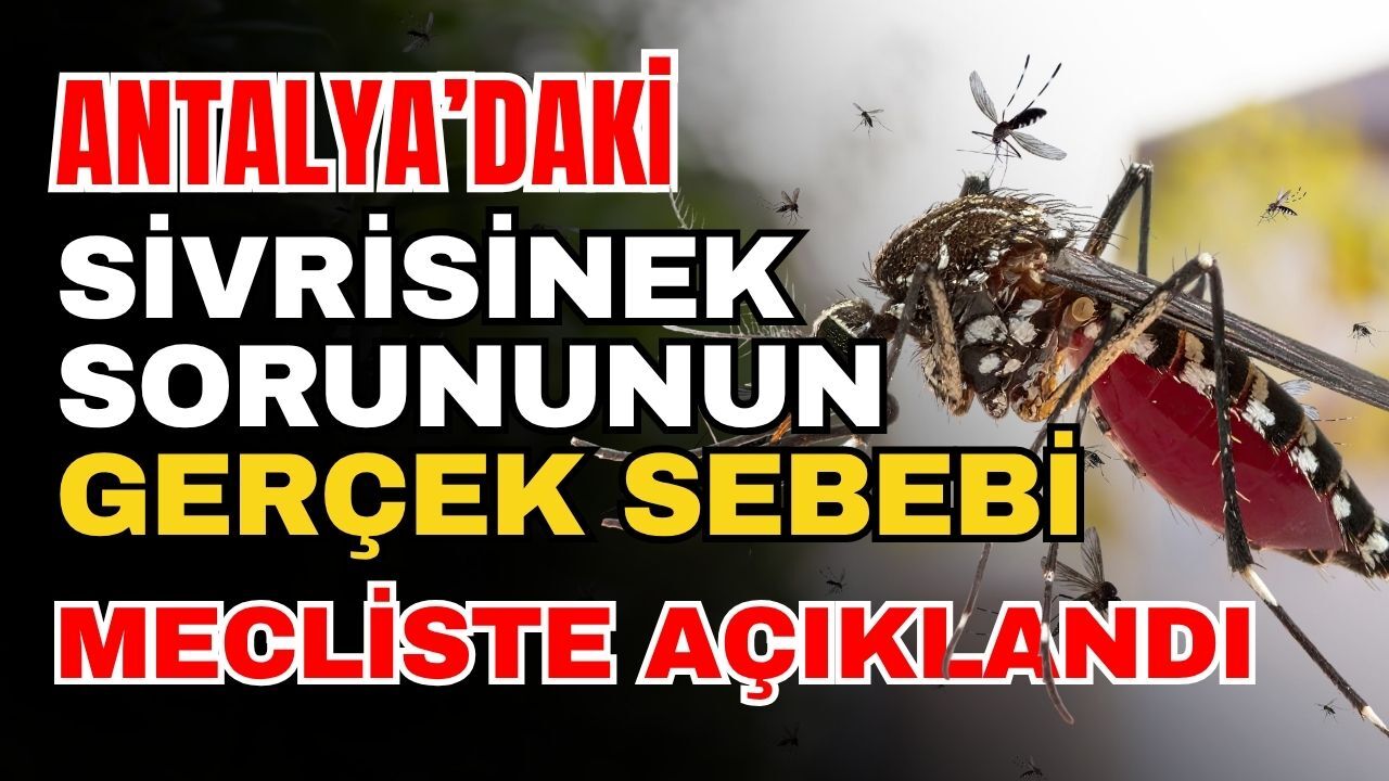 Antalya’daki sivrisinek sorununun gerçek sebebi mecliste açıklandı