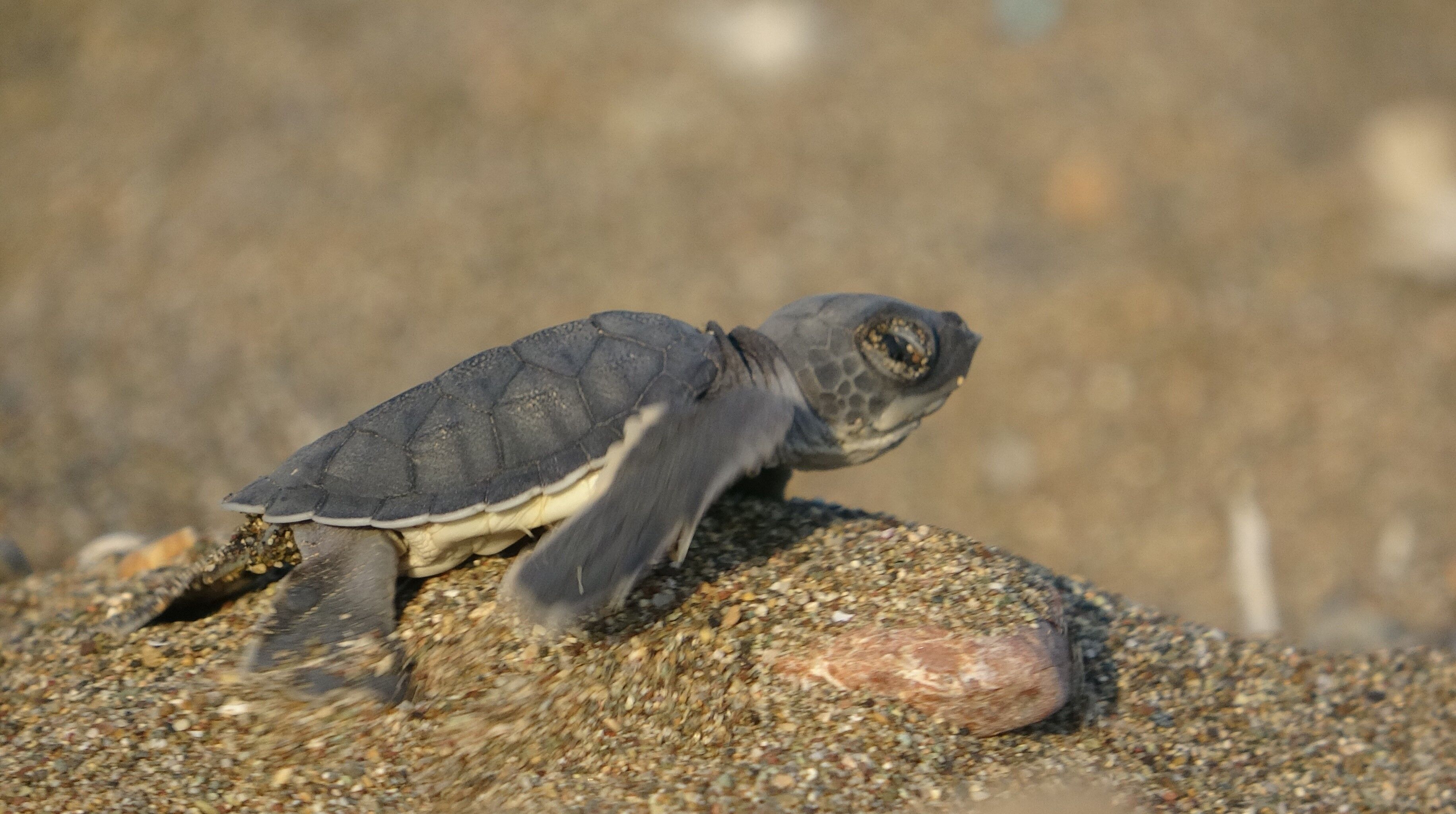 Mersin’de Sahiller Temizlendi! Caretta Cerattalar Yumurtalarını Bırakmaya Başladı (1)