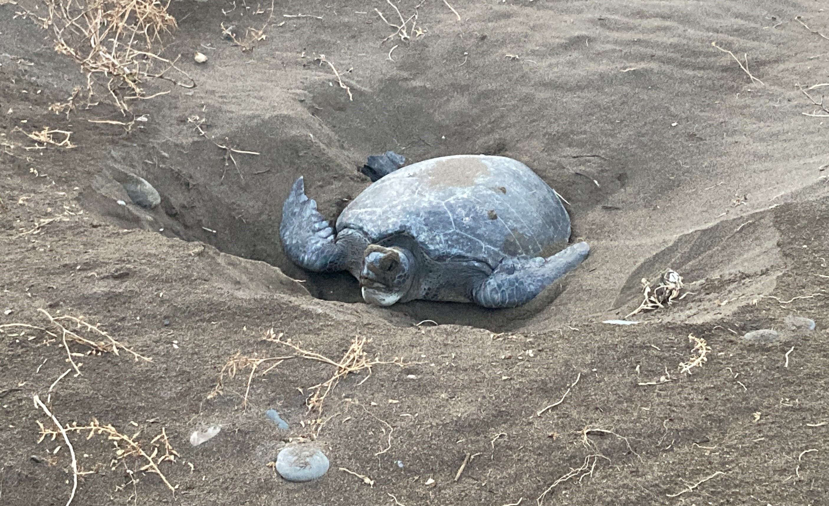 Mersin’de Sahiller Temizlendi! Caretta Cerattalar Yumurtalarını Bırakmaya Başladı (4)