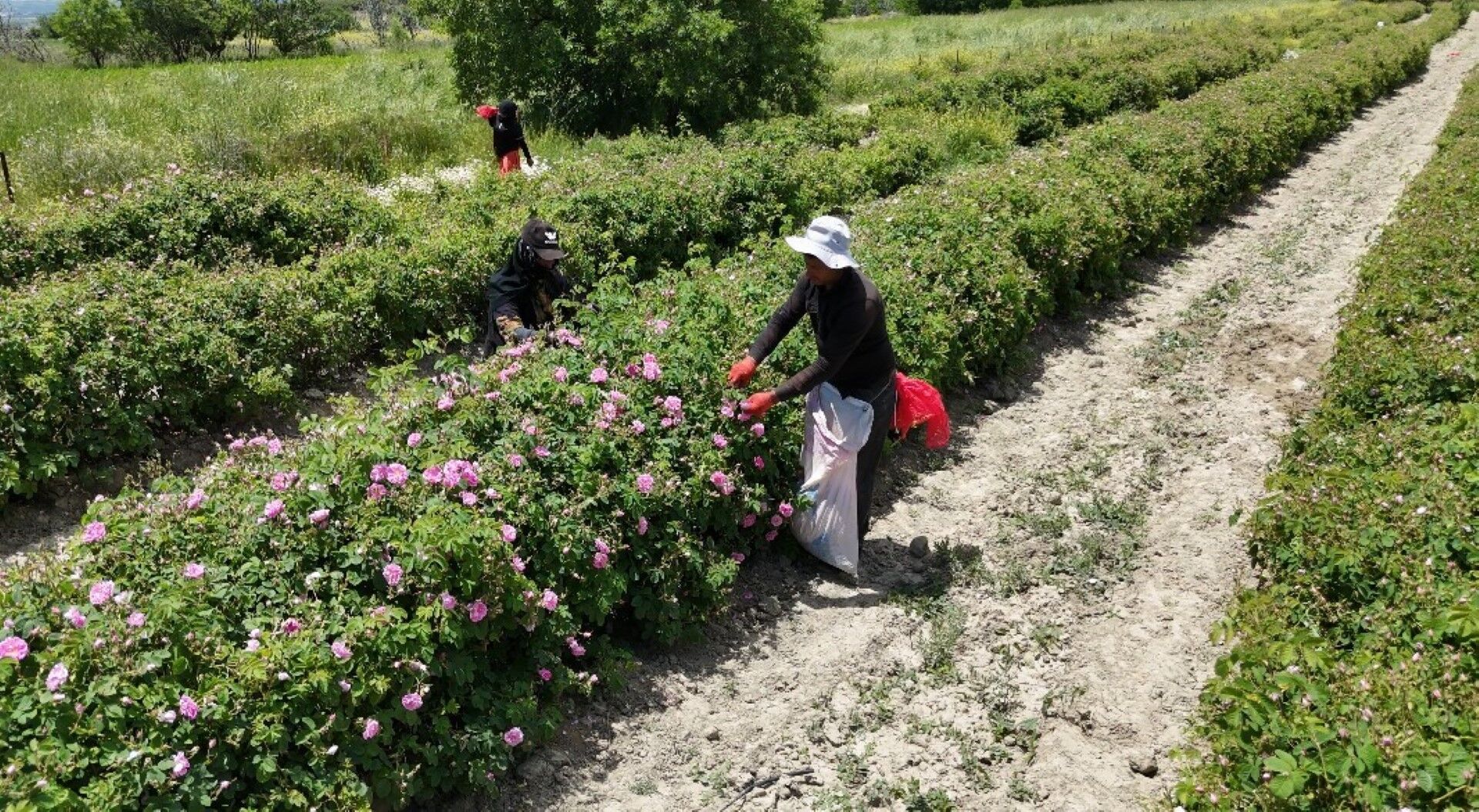 Pembe Hazine O Ile Servet Kazandırıyor (2)