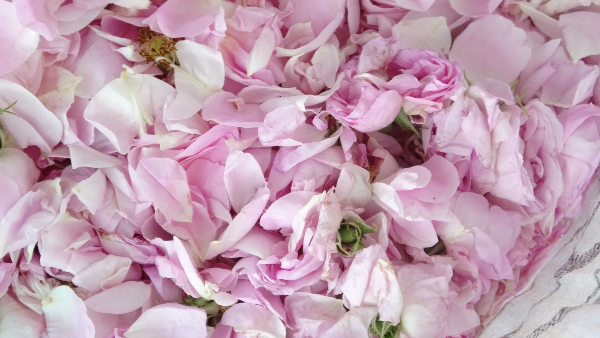 Pembe Hazine O Ile Servet Kazandırıyor (4)