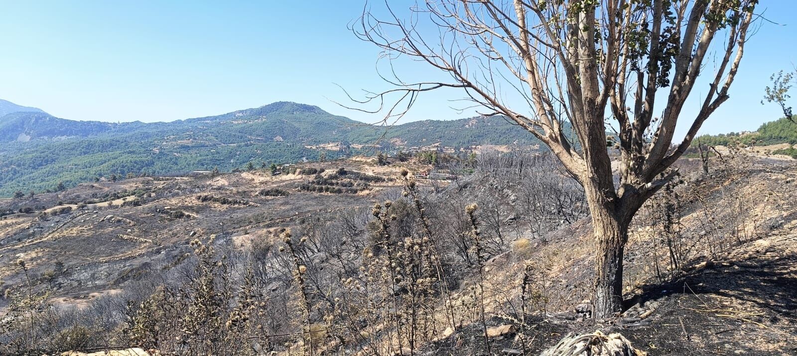 2Antalya’daki Yangından Sonra Korkunç Görüntüler (2)