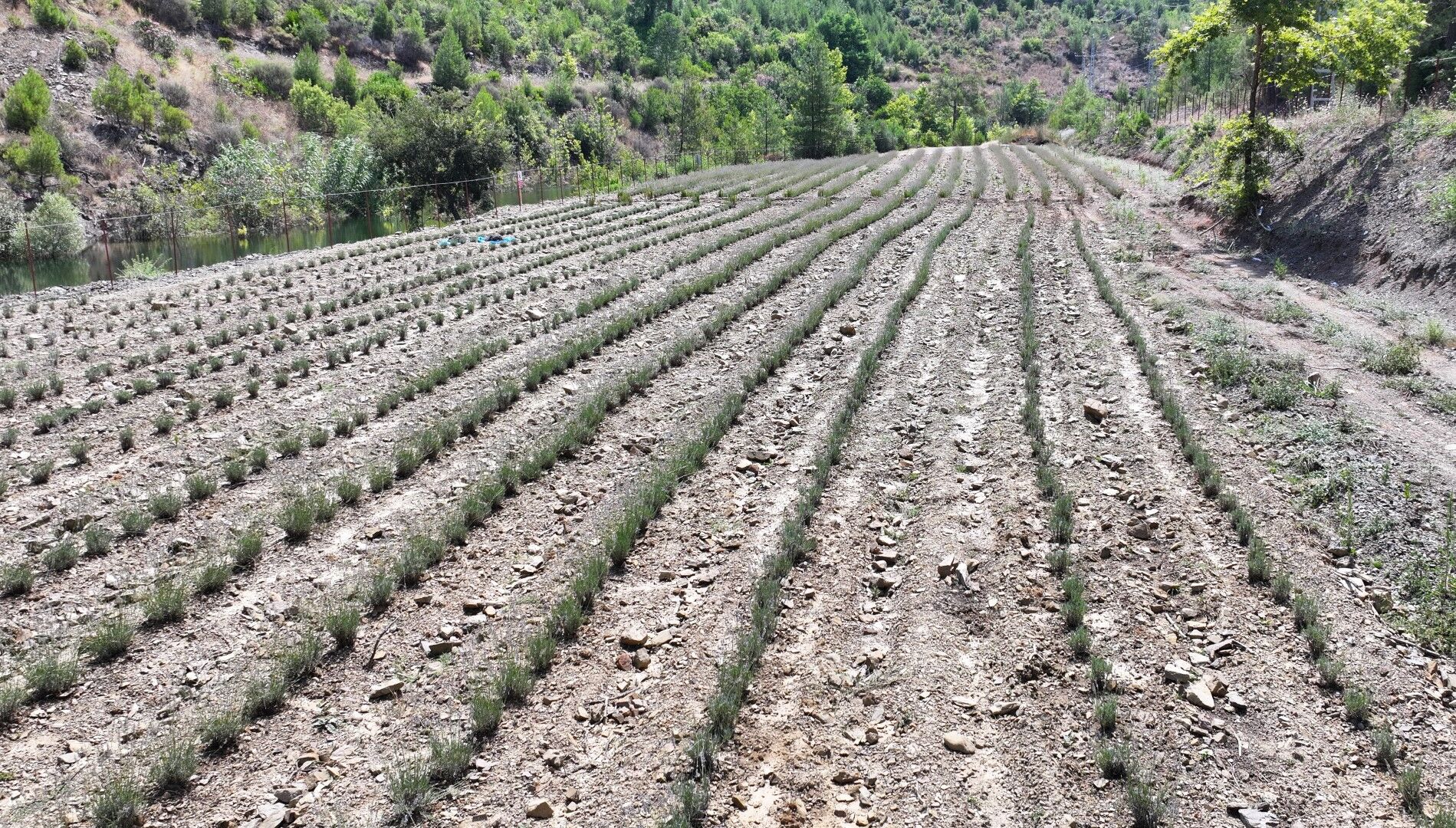 Alanya’nın Mor Bahçelerinde Ilk Hasat Heyecanı (1)