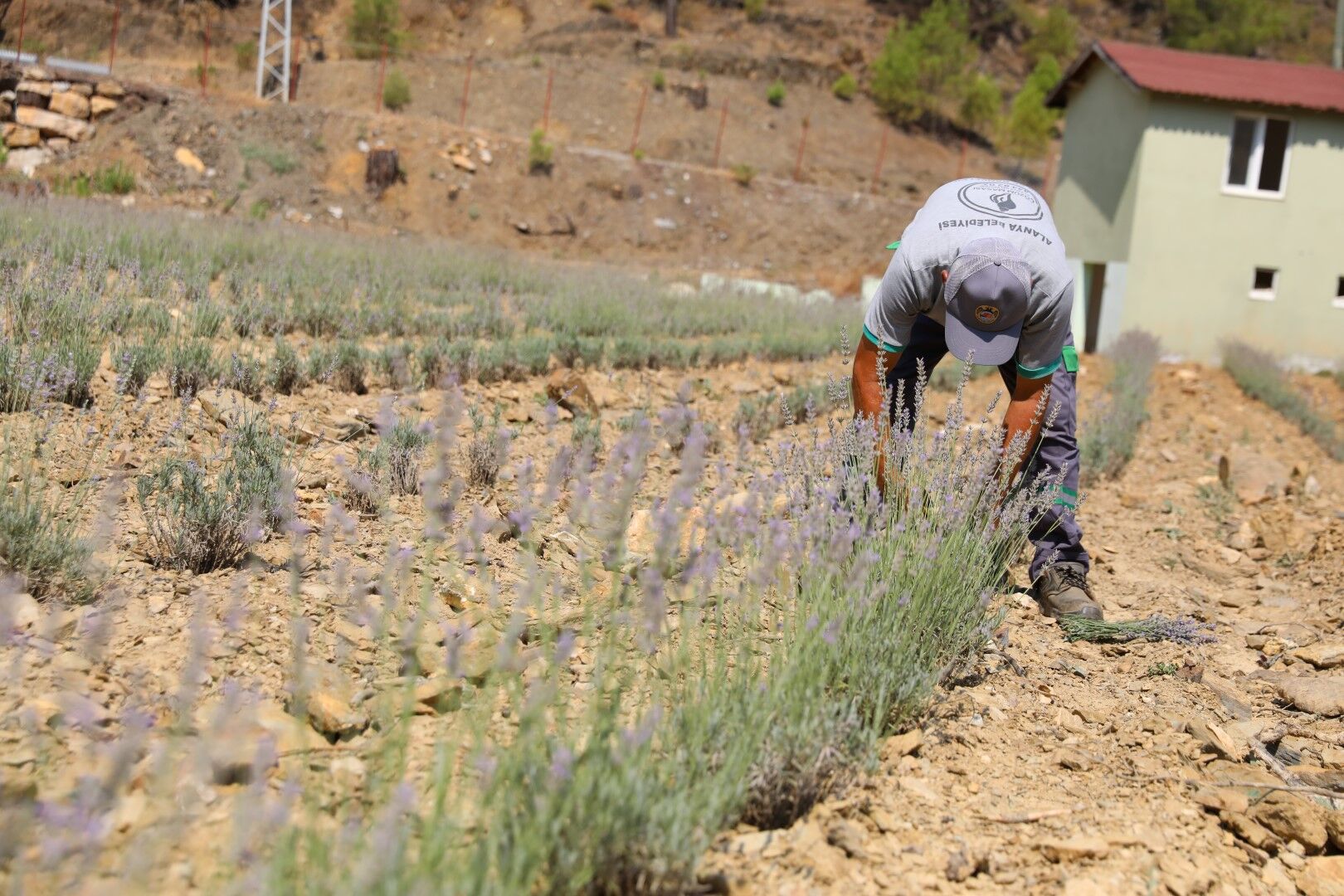 Alanya’nın Mor Bahçelerinde Ilk Hasat Heyecanı (7)