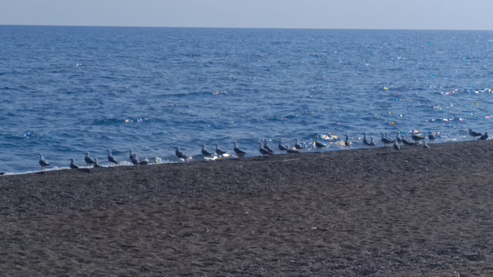 Antalya Caretta Carettalar Için Düğmeye Bastı (1)