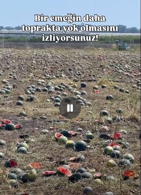 Antalyada Karpuz Ureticisinin Hayalleri Tarlada Kaldi (1)