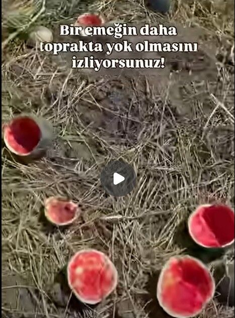 Antalyada Karpuz Ureticisinin Hayalleri Tarlada Kaldi (2)