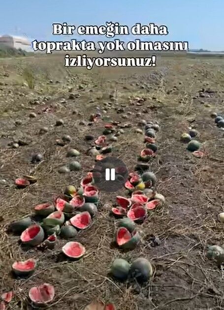 Antalyada Karpuz Ureticisinin Hayalleri Tarlada Kaldi (3)