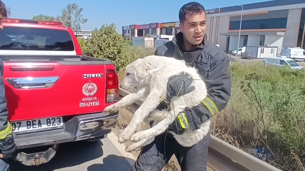 Antalya’da Mahsur Kalan Köpeği Için Gözyaşlarına Boğuldu (1)
