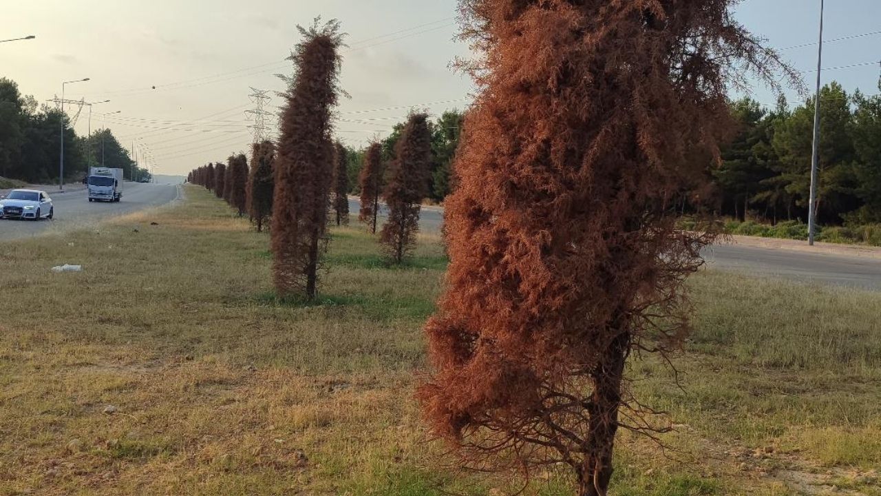 Antalyada Sıcaklar Bastırdı Ağaçlar Kurumaya Yüz Tuttu (4)