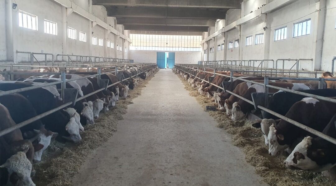 İşte Üreticilerin Çekindiği Suni Tohumlamanın Bilinmeyen Faydaları (1)-1
