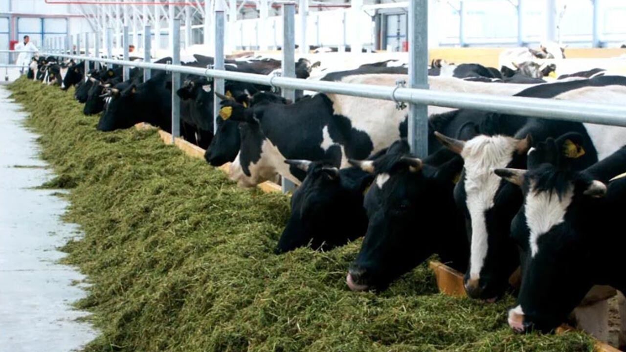 İşte Üreticilerin Çekindiği Suni Tohumlamanın Bilinmeyen Faydaları (2)